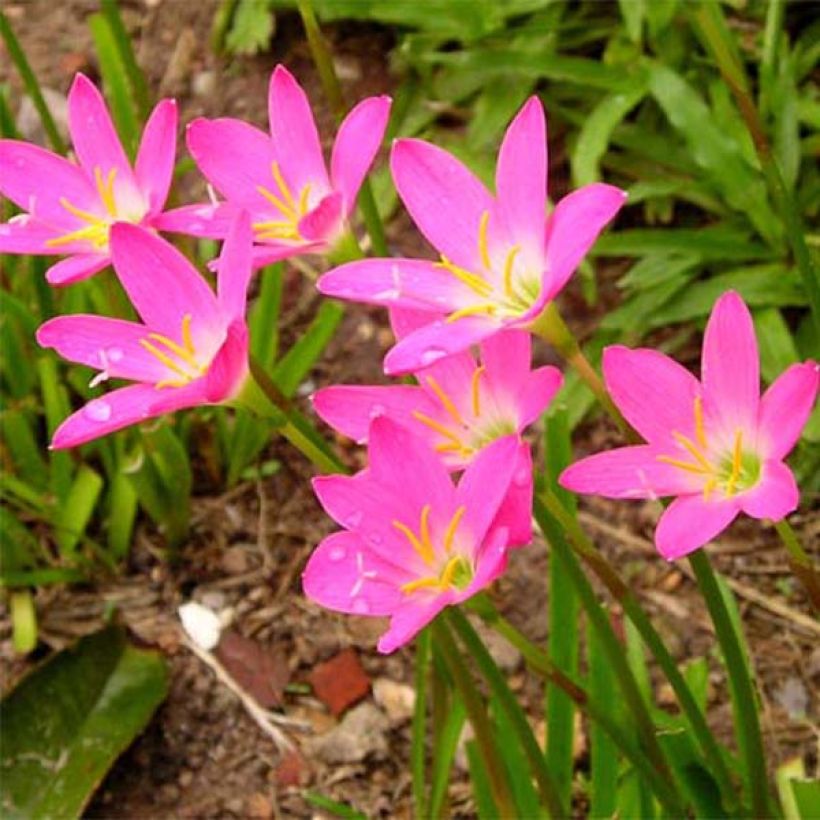 Zephyrantes rosea (Kukinta)