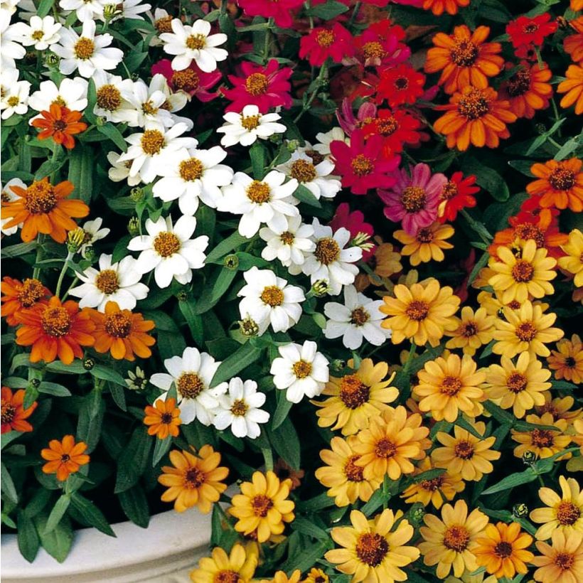 Isotsinnia Profusion Double Mix (Kukinta)