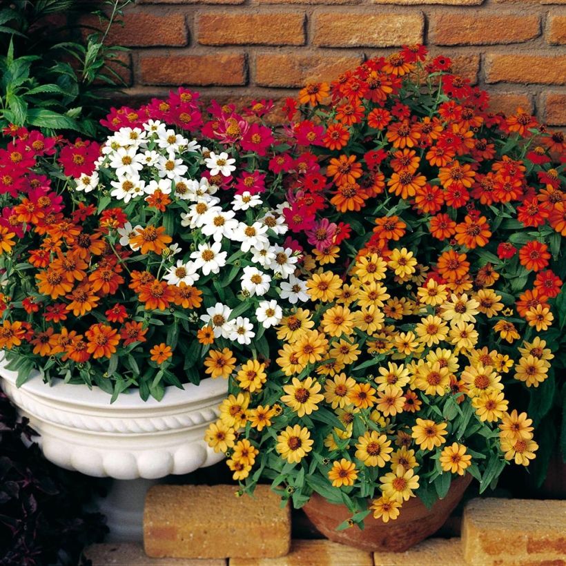 Isotsinnia Profusion Double Mix (Kasvutapa)
