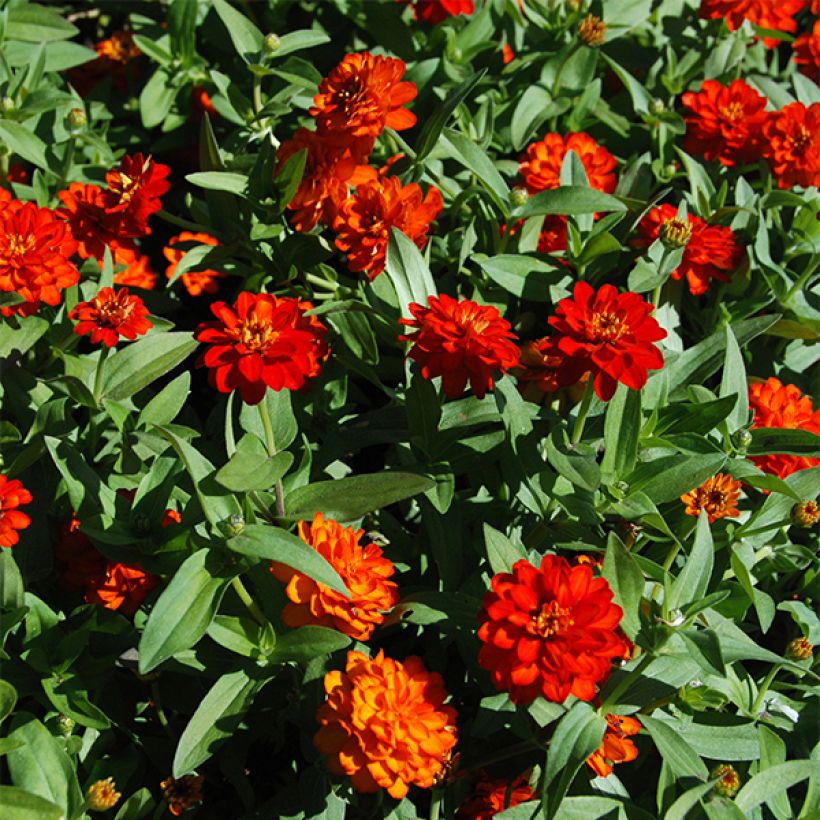 Isotsinnia zahara Double Fire (Kukinta)