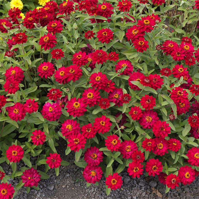 Loistotsinnia Profusion Hot Cherry (Kukinta)