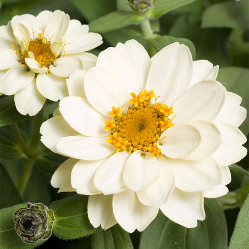 Isotsinnia Zahara Double White (Kukinta)