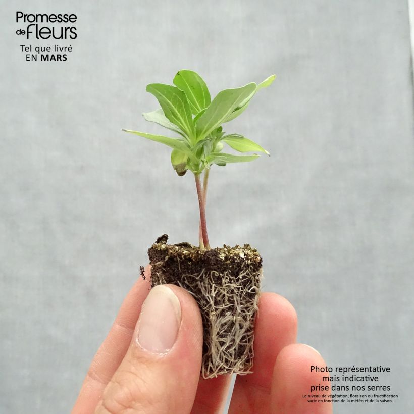 Esimerkki keväällä toimitetusta Isotsinnia Profusion Double Mix Jardimotte : motte 3,8 cm x 3,2 cm en plaque de culture par 16-taimesta