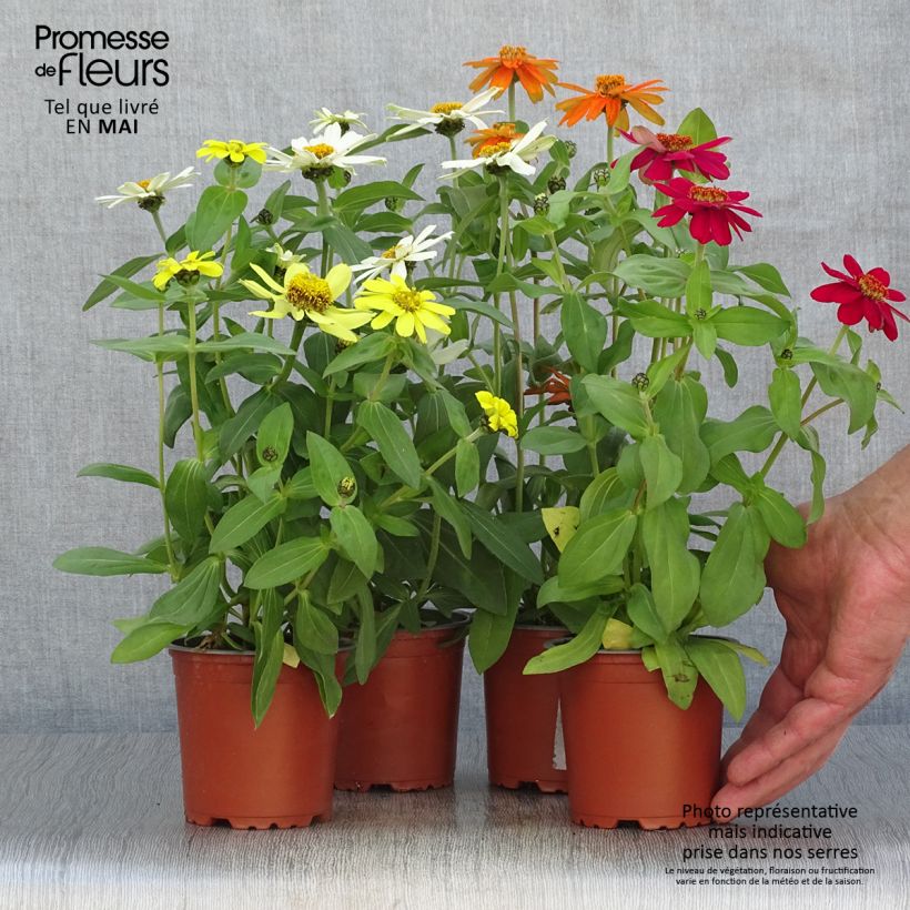 Esimerkki keväällä toimitetusta Isotsinnia Zahara Pot de 10 cm/11cm-taimesta