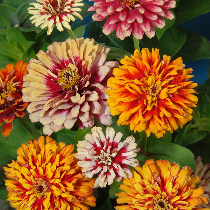 Isotsinnia Whirlygig Mixed (siemenet) (Kukinta)