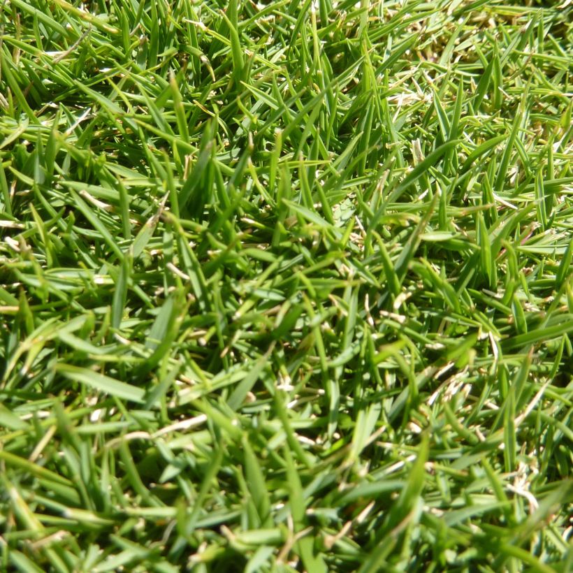 Zoysia tenuifolia (Lehvistö)
