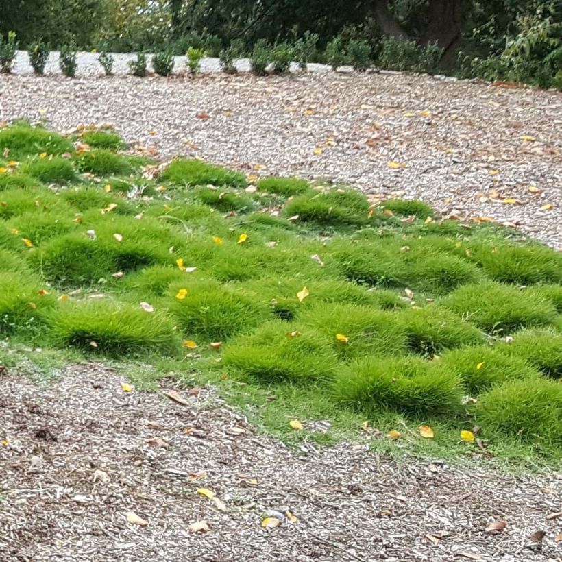 Zoysia tenuifolia (Kasvutapa)