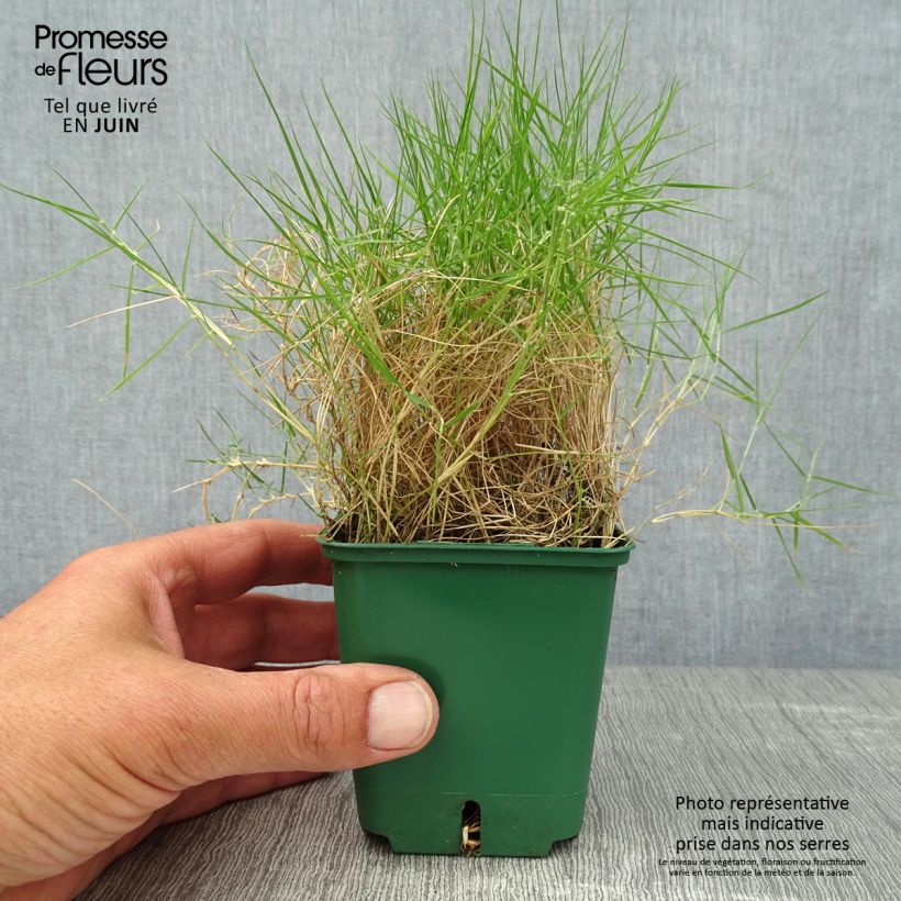 Esimerkki kesällä toimitetusta Zoysia tenuifolia Godet de 8/9 cm-taimesta