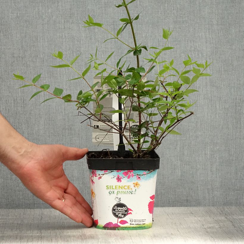 Example of Abelia grandiflora Semperflorens Pot de 2L/3L as you get in printemps