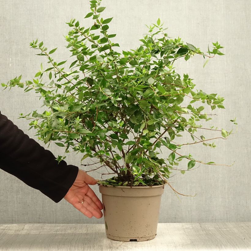 Esimerkki syksyllä toimitetusta Abelia chinensis Autumn Festival - Abélia de Chine Pot de 4L/5L-taimesta