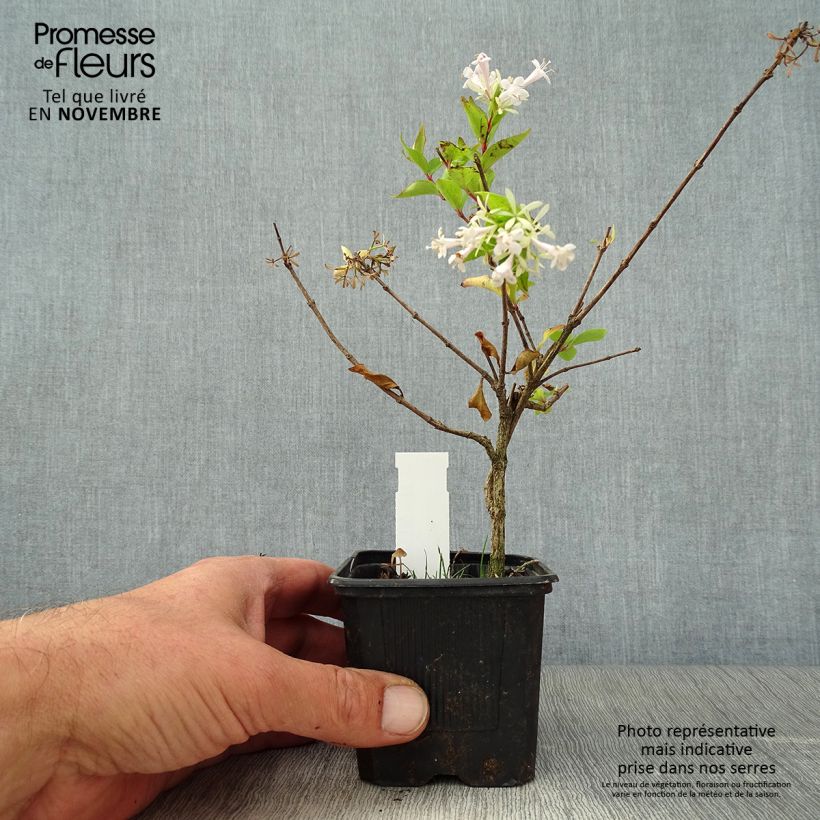 Esimerkki syksyllä toimitetusta Abelia chinensis White Surprise - Abélia de Chine Godet de 8/9 cm-taimesta