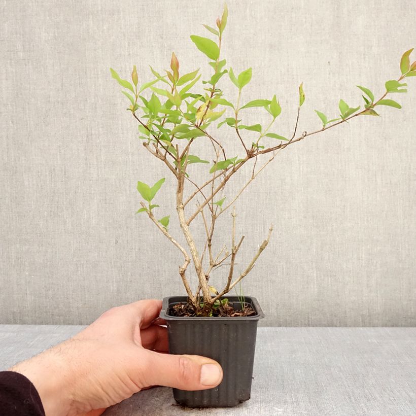 Example of Abelia chinensis White Surprise Godet de 8/9 cm as you get in printemps