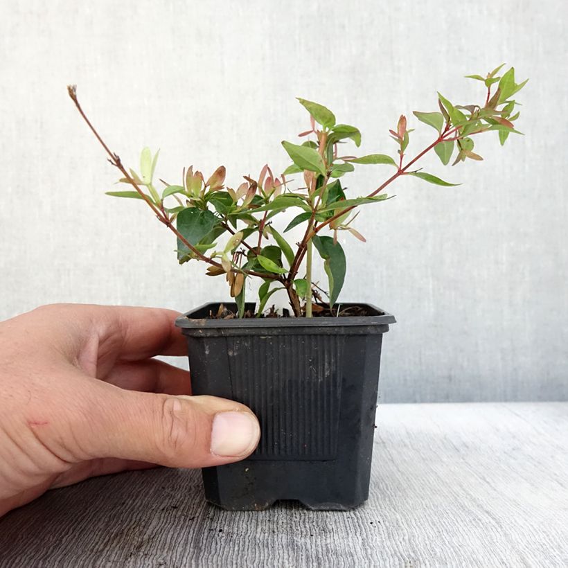 Esimerkki syksyllä toimitetusta Abelia grandiflora Edward Goucher 8/9 cm taimiruukku-taimesta