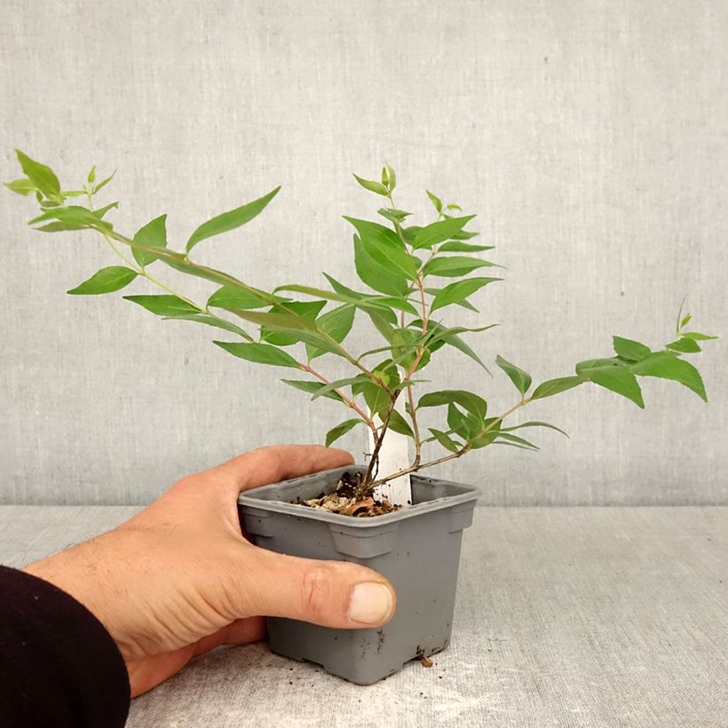 Esimerkki keväällä toimitetusta Abelia x grandiflora Taimiruukku 8/9 cm-taimesta