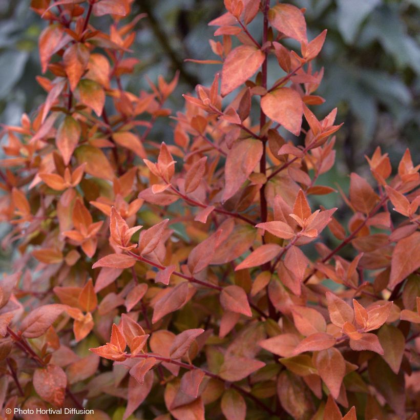 Abelia grandiflora Caramel Charm (Kasvutapa)