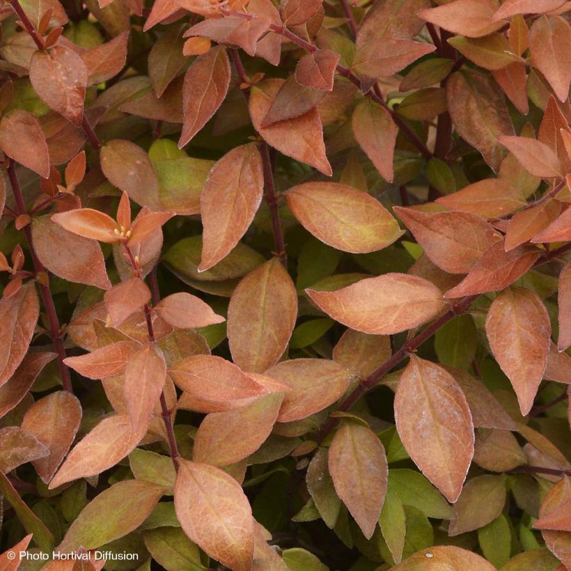 Abelia grandiflora Caramel Charm (Lehvistö)