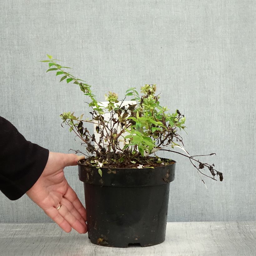 Esimerkki syksyllä toimitetusta Abelia grandiflora Caramel Charm 3 litran/4 litran ruukku-taimesta
