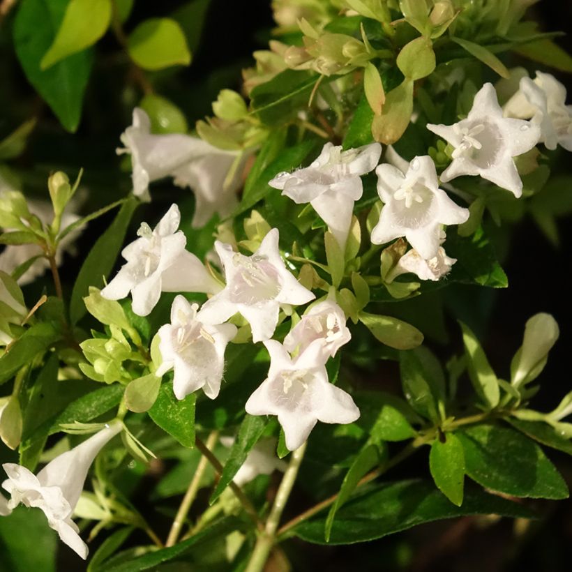 Abelia grandiflora Caramel Charm (Kukinta)