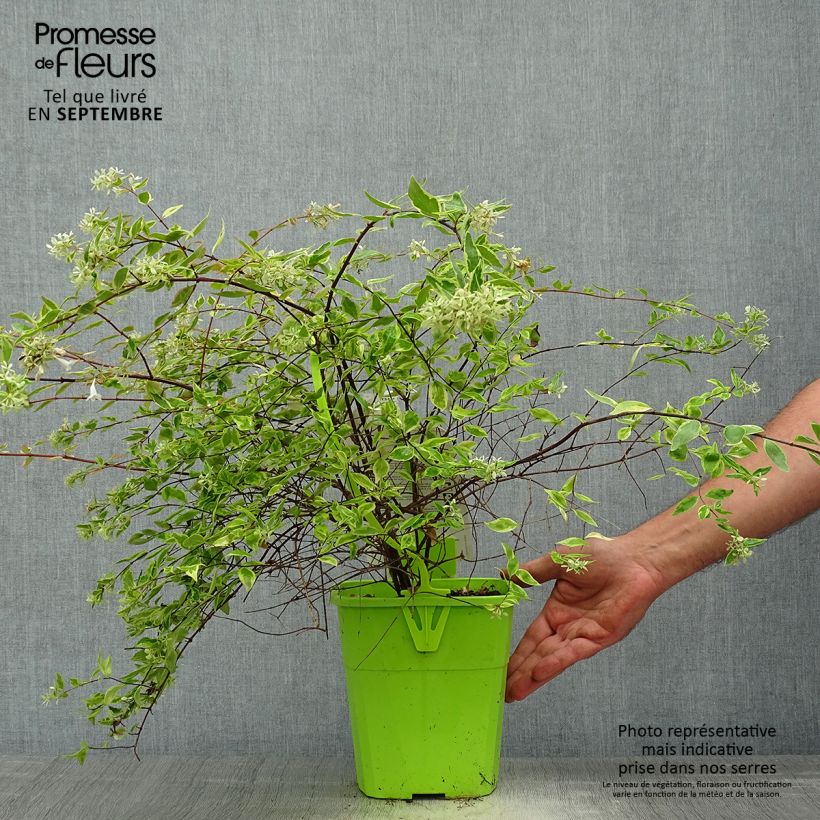 Esimerkki syksyllä toimitetusta Abelia grandiflora Hopley's 2 litran/3 litran ruukku-taimesta