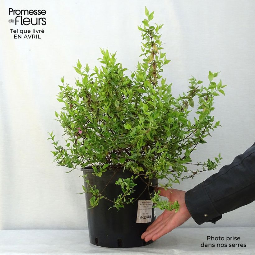 Example of Abelia grandiflora Kaleidoscope Pot de 3L/4L as you get in printemps