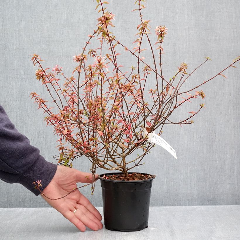 Esimerkki syksyllä toimitetusta Abelia grandiflora Kaleidoscope 1 litran / 1,5 litran ruukku-taimesta