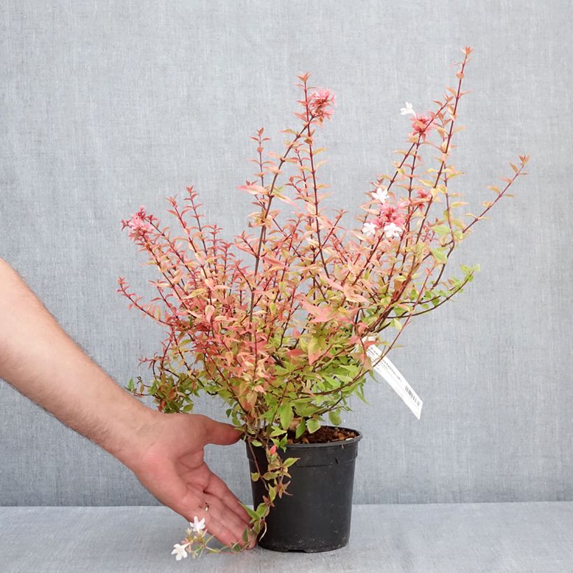 Esimerkki kesällä toimitetusta Abelia grandiflora Kaleidoscope Ruukku 1L / 1,5L-taimesta
