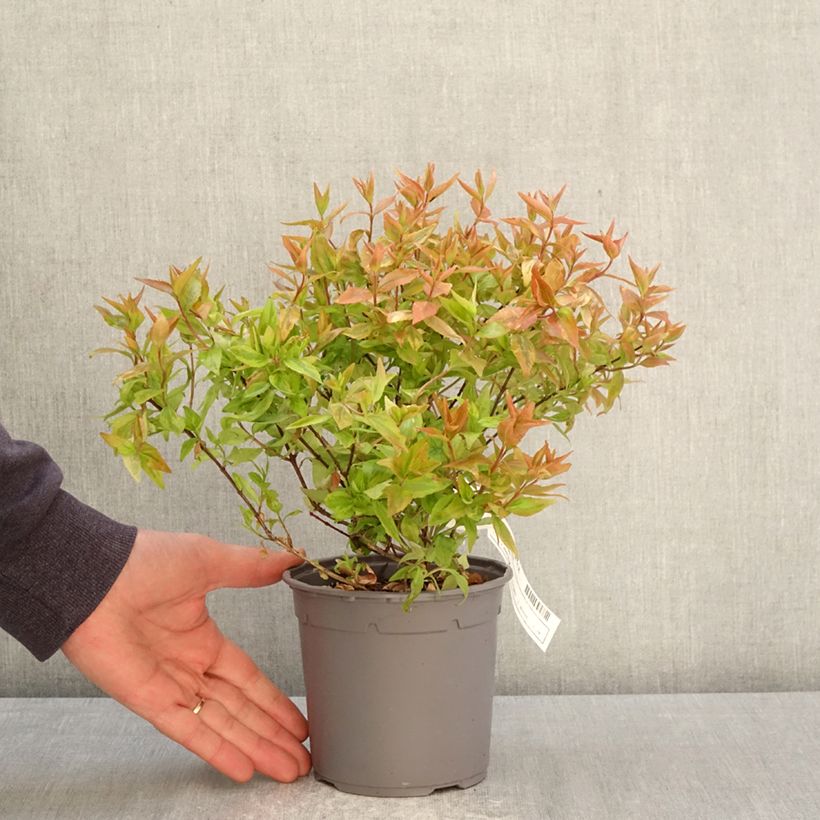 Example of Abelia grandiflora Kaleidoscope Pot de 1L/1,5L as you get in printemps
