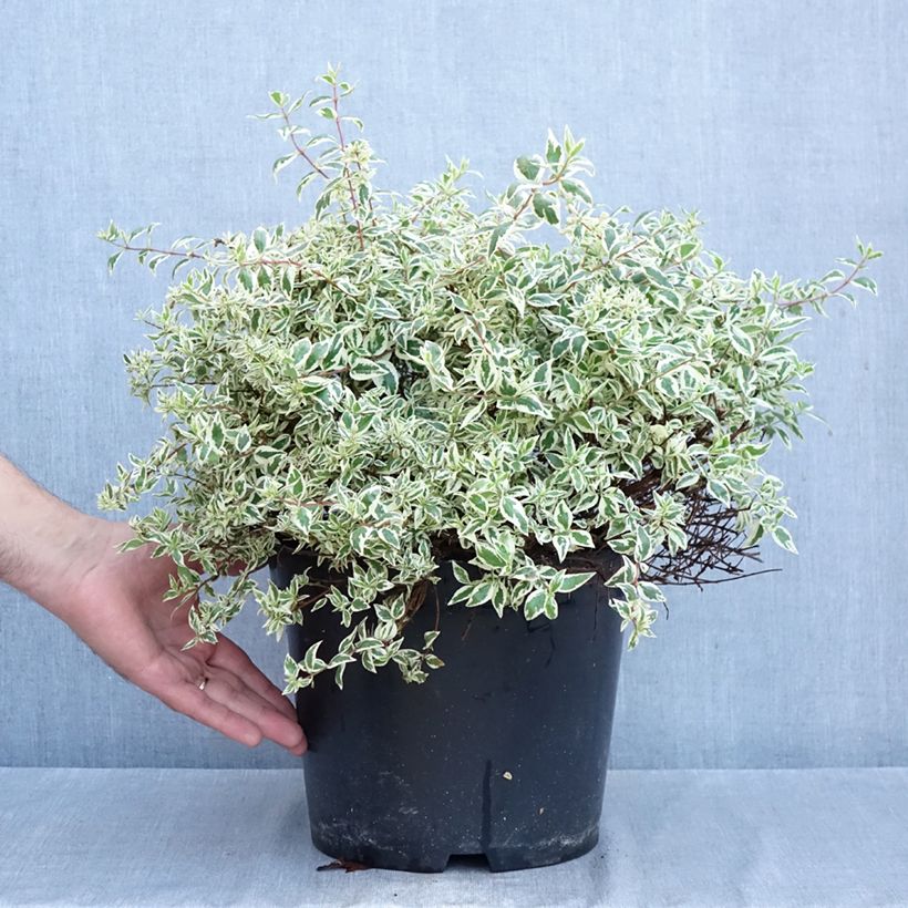 Esimerkki syksyllä toimitetusta Abelia grandiflora Pink Lady Ruukku 7,5L / 10L-taimesta