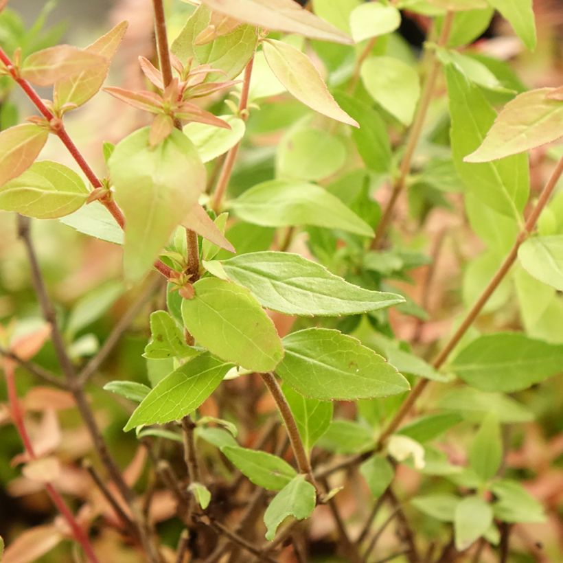 Abelia grandiflora Pisto (Lehvistö)