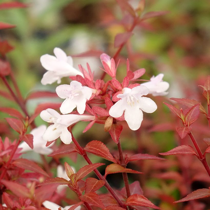 Abelia grandiflora Pisto (Kukinta)