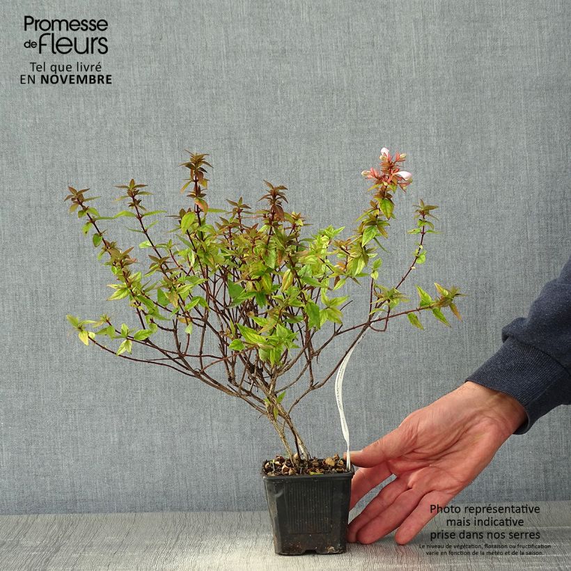 Esimerkki syksyllä toimitetusta Abelia grandiflora Pisto Godet de 8/9 cm-taimesta