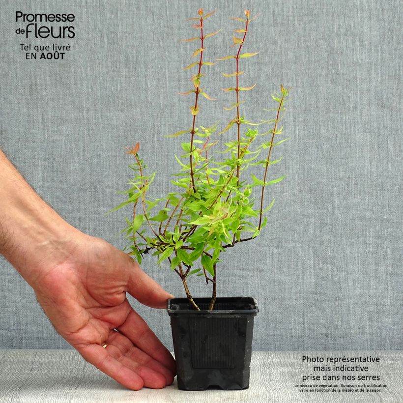 Esimerkki kesällä toimitetusta Abelia grandiflora Pisto Godet de 8/9 cm-taimesta