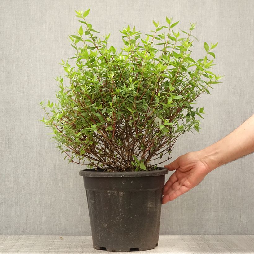 Esimerkki kesällä toimitetusta Abelia x grandiflora Ruukku 7,5L / 10L-taimesta