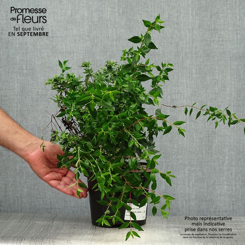 Esimerkki syksyllä toimitetusta Abelia grandiflora Prostrata 2 litran/3 litran ruukku-taimesta