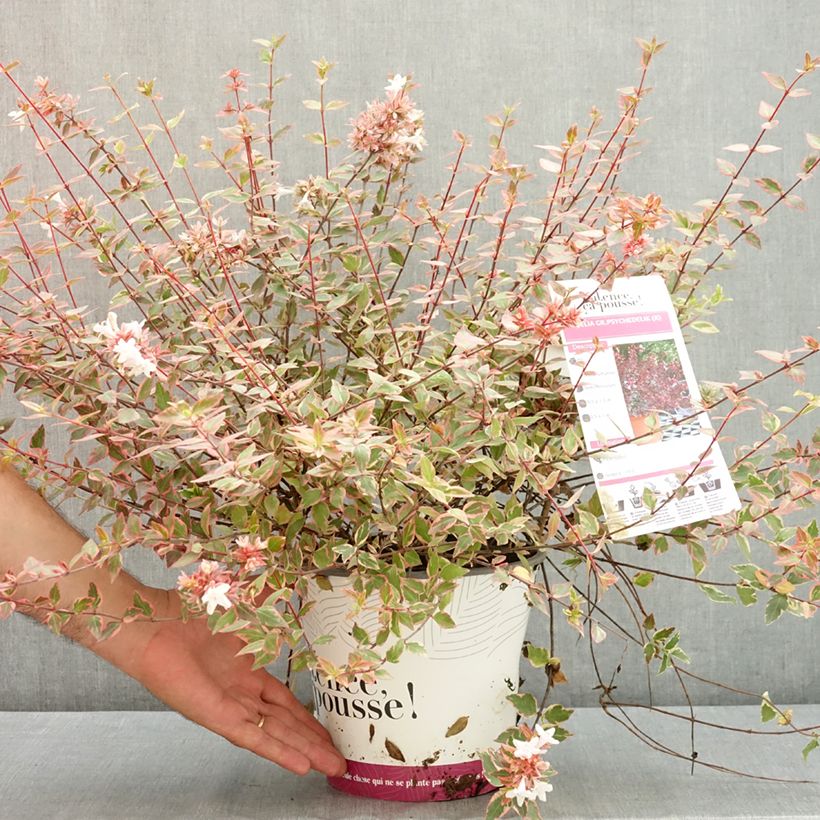 Esimerkki kesällä toimitetusta Abelia grandiflora Psykedelik 4 litran/5 litran ruukku-taimesta