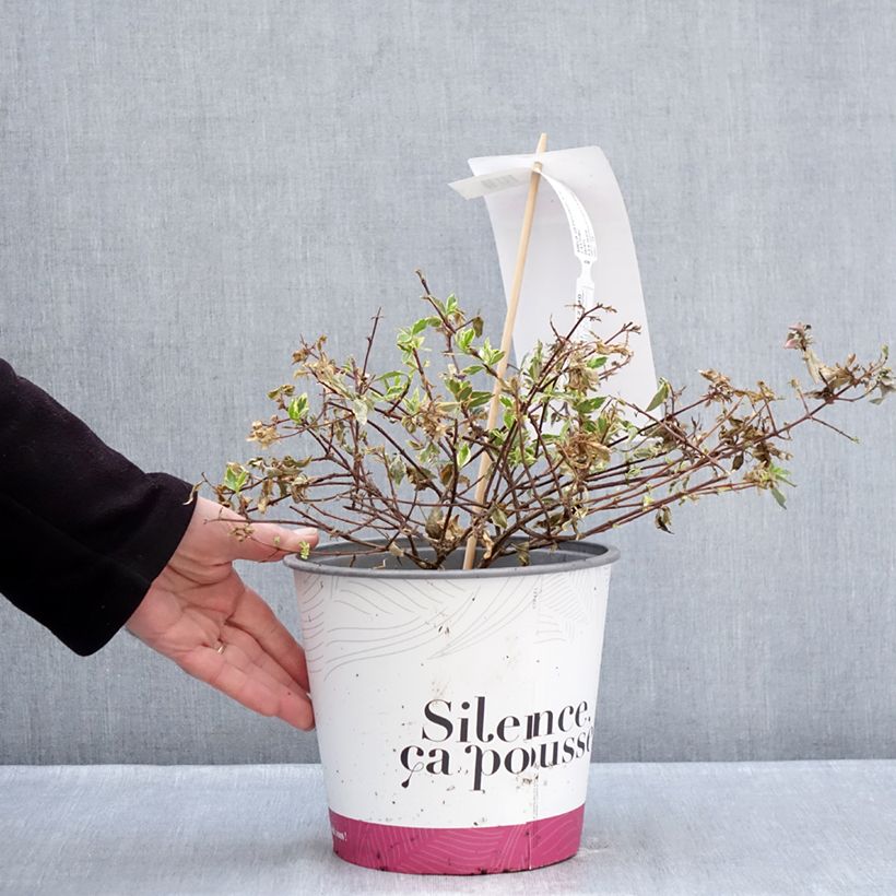 Esimerkki talvella toimitetusta Abelia grandiflora Psykedelik Pot de 4L/5L-taimesta