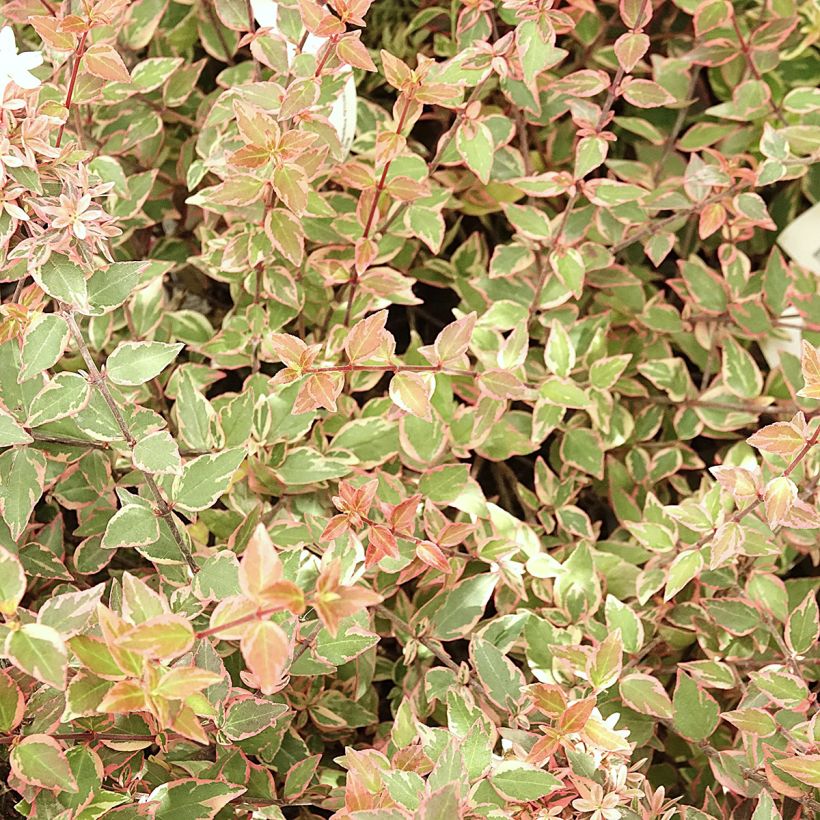 Abelia grandiflora Psykedelik (Lehvistö)