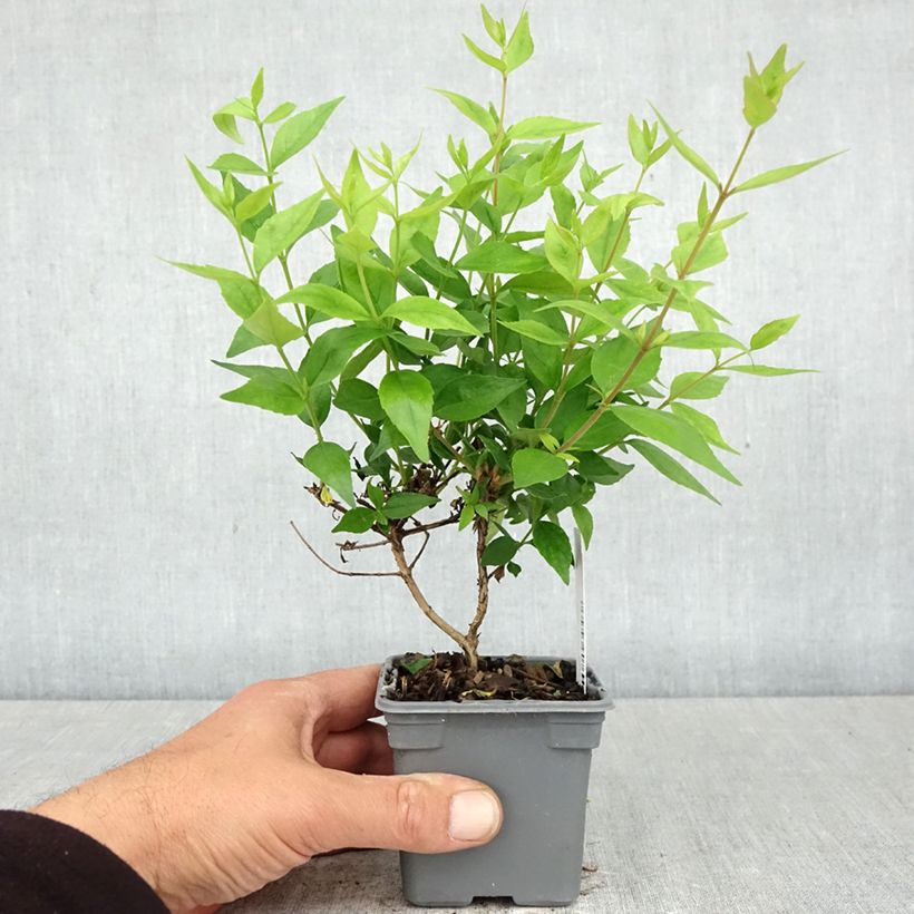 Esimerkki keväällä toimitetusta Abelia grandiflora Sherwood Taimiruukku 8/9 cm-taimesta