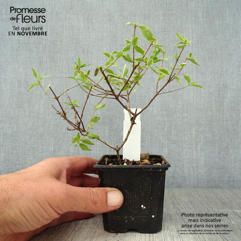 Esimerkki syksyllä toimitetusta Abelia grandiflora Sunshine Daydream Godet de 8/9 cm-taimesta