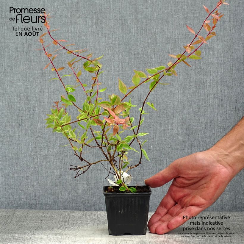 Esimerkki kesällä toimitetusta Abelia grandiflora Sunshine Daydream Taimiruukku 8/9 cm-taimesta