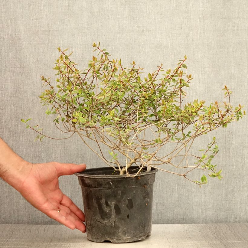 Esimerkki kesällä toimitetusta Abelia grandiflora Sunshine Daydream Ruukku 3L / 4L-taimesta