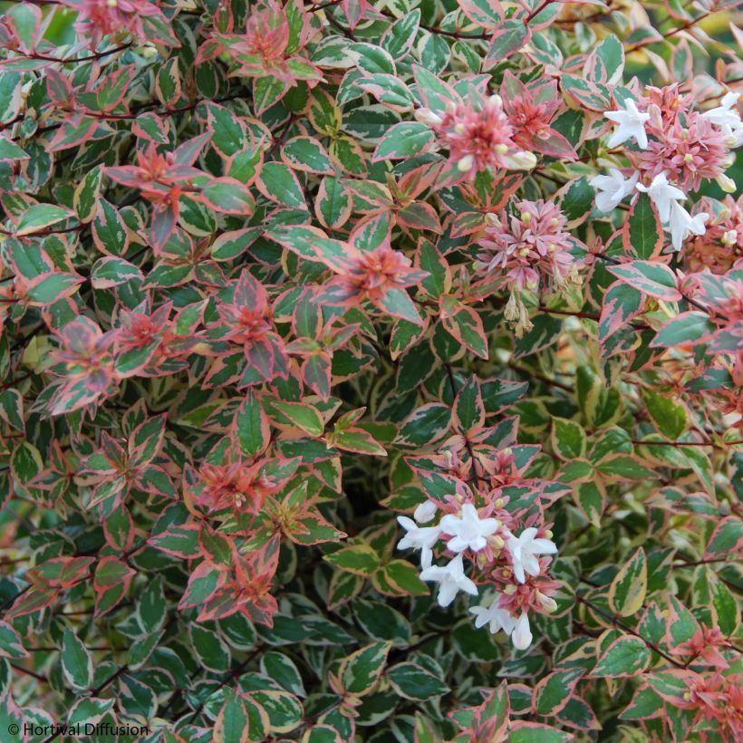 Abelia grandiflora Tricolor Charm (Kukinta)