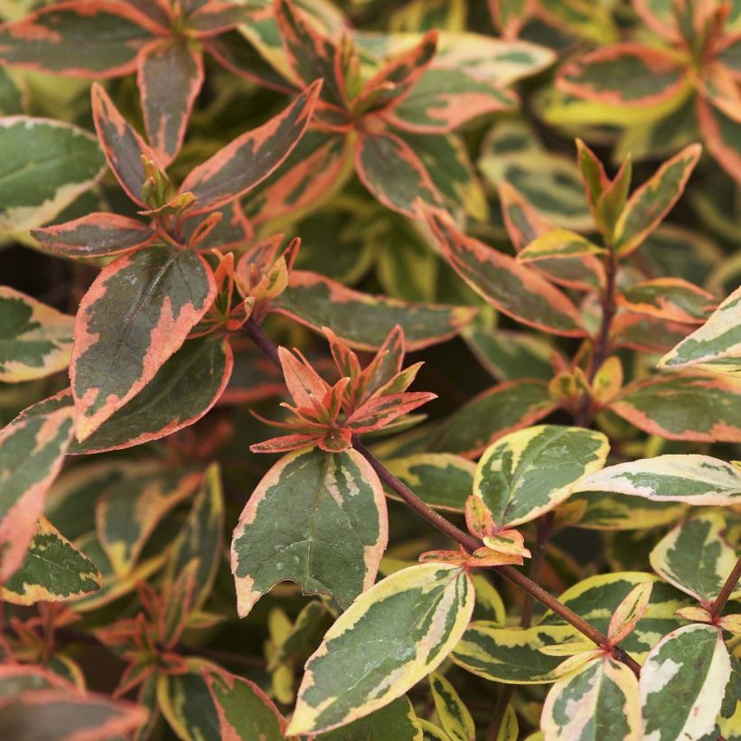 Abelia grandiflora Tricolor Charm (Lehvistö)