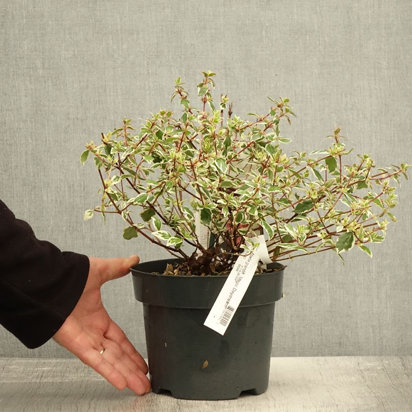 Esimerkki syksyllä toimitetusta Abelia grandiflora Magic Daydream 3 litran/4 litran ruukku-taimesta