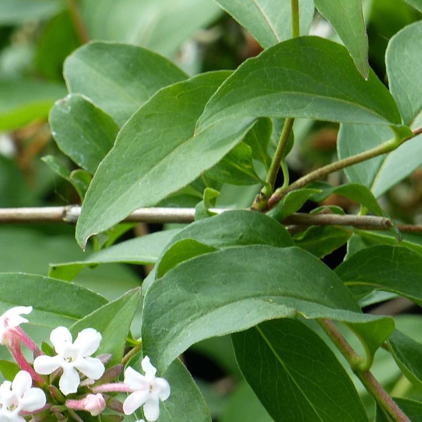 Tuoksuabelia Monia (Lehvistö)