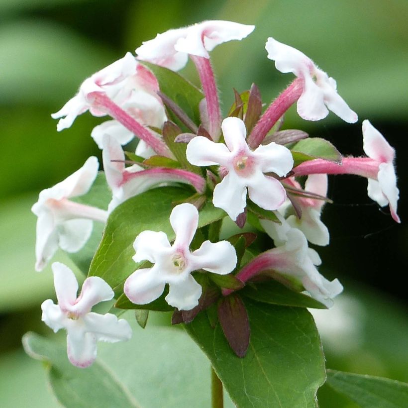 Tuoksuabelia Monia (Kukinta)
