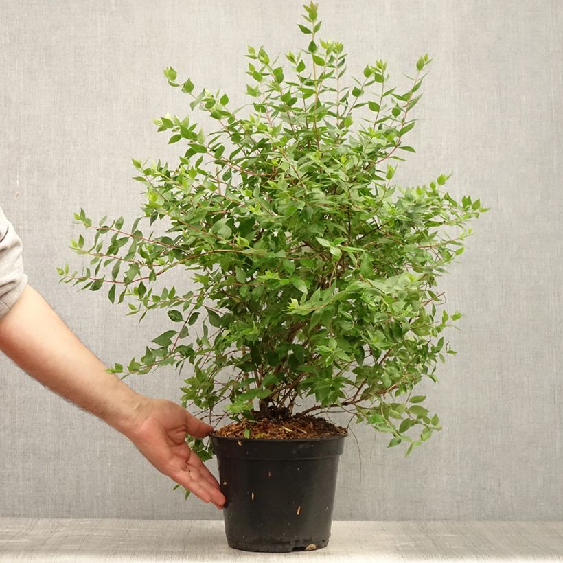 Esimerkki kesällä toimitetusta Tuoksuabelia Monia Ruukku 3L / 4L-taimesta