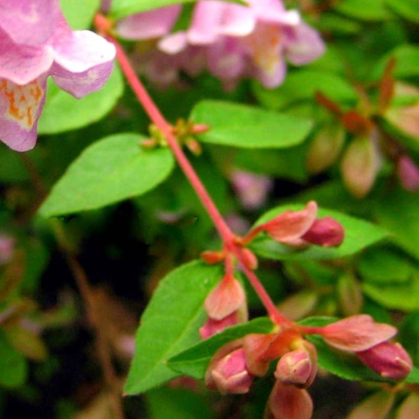 Abelia parviflora Bumble Bee (Lehvistö)