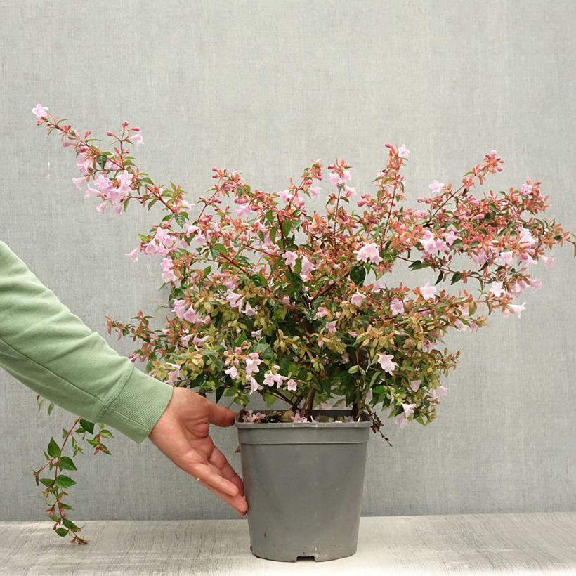 Esimerkki kesällä toimitetusta Abelia grandiflora Pink Pong Ruukku 3L / 4L-taimesta