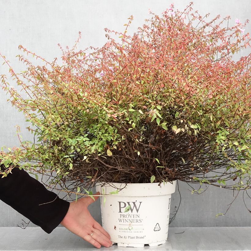 Esimerkki syksyllä toimitetusta Abelia grandiflora Pinky Bells Noble 7,5 litran / 10 litran ruukku-taimesta